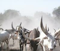 South Sudan: Conflict is 'fact of life'