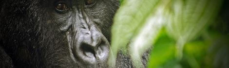 Virunga_National_Park_Gorilla