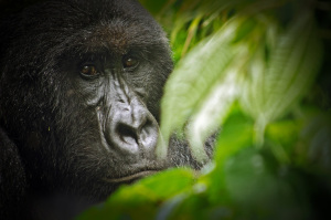 Virunga_National_Park_Gorilla